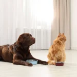 Pets and Pet Care