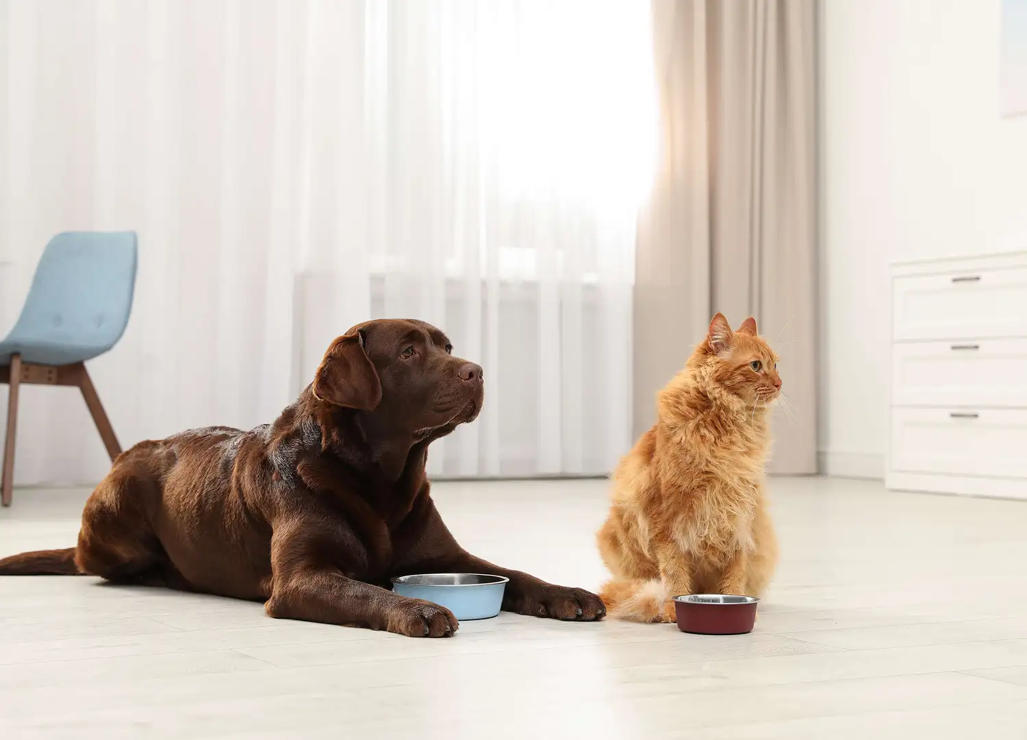 Pets and Pet Care